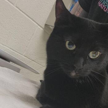 Blossom -  Domestic Short Hair Cat Available for Adoption in Murray, Utah - Blossom | PetCurious