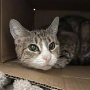 Domestic Short Hair Cats Available for Adoption in Hilliard, Ohio - Golden | PetCurious