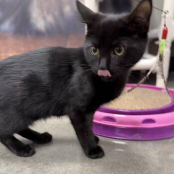 Rattle -  Domestic Short Hair Cat for Adoption in Philadelphia, Pennsylvania - Rattle | PetCurious