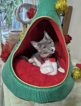 Rescue Domestic Short Hair Cats for Adoption in Capshaw, Alabama - PEANUT | PetCurious