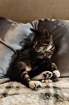 Cal -  Domestic Short Hair Cat for Adoption in Alafaya, Florida - Cal | PetCurious