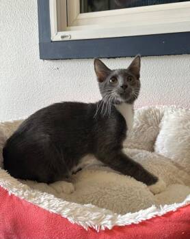 Allen -  Domestic Short Hair Cat for Adoption in Newberg, Oregon - Allen | PetCurious