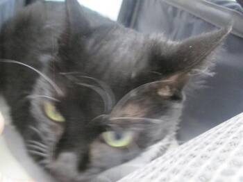 MITTENS -  Domestic Short Hair Cat for Adoption in Ocala, Florida - MITTENS | PetCurious