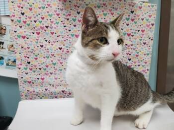 Rescue Domestic Short Hair Cats for Adoption in Maumee, Ohio - Frog | PetCurious
