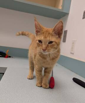 Layla -  Domestic Short Hair Cat for Adoption in South Bend, Indiana - Layla | PetCurious