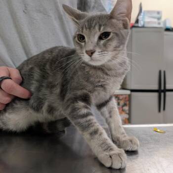 Cubby -  Domestic Short Hair Cat for Adoption in Titusville, Florida - Cubby | PetCurious