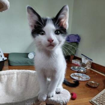Harvey -  Domestic Short Hair Cat for Adoption in Janesville, Wisconsin - Harvey | PetCurious