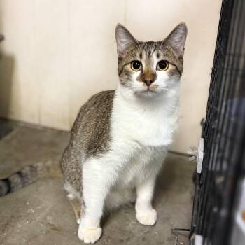 Rescue Domestic Short Hair Cats for Adoption in Leavenworth, Kansas - Travis | PetCurious