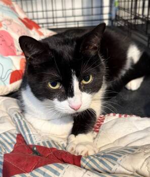 Oreo -  Domestic Short Hair Cat for Adoption - Oreo | PetCurious