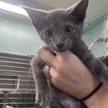 Cheerio -  Domestic Short Hair Cat for Adoption in Marion, North Carolina - Cheerio | PetCurious