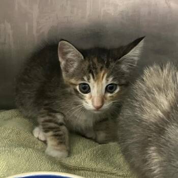 Laura Ripley 28 -  Domestic Short Hair Cat for Adoption in Austin, Texas - Laura Ripley 28 | PetCurious