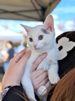 Rescue Domestic Short Hair Cats for Adoption in Forest, Virginia - *Smoke | PetCurious