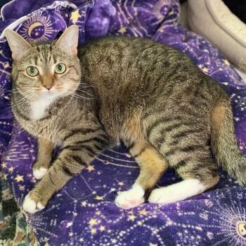 Letty -  Domestic Short Hair Cat for Adoption in Goshen, Indiana - Letty | PetCurious