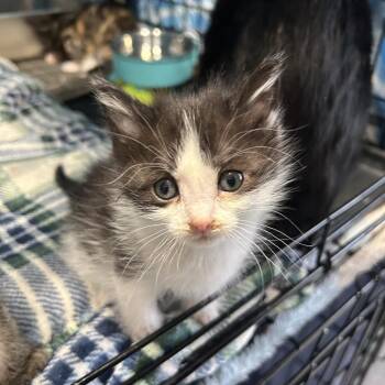 Domestic Short Hair Cats Available for Adoption in Bismarck, North Dakota - Gigi | PetCurious
