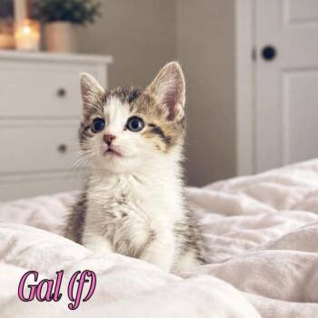 Gal -  Domestic Short Hair and Tabby Cat for Adoption in Fremont, Nebraska - Gal | PetCurious