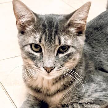 Corky -  Domestic Short Hair Cat for Adoption - Corky | PetCurious