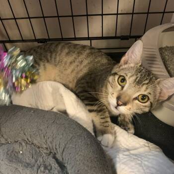 Rescue Domestic Short Hair Cats for Adoption - Trucker | PetCurious