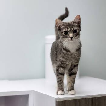 Domestic Short Hair Cats Available for Adoption - Bubbles  | PetCurious