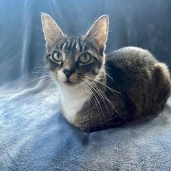 Domestic Short Hair Cats Available for Adoption in East Montpelier, Vermont - Strawberry Shortcake | PetCurious