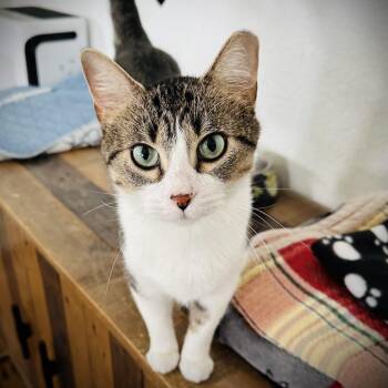 August -  Domestic Short Hair Cat for Adoption in Fort Worth, Texas - August | PetCurious