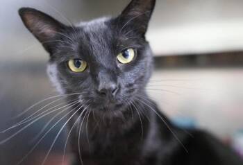 Kodak -  Domestic Short Hair Cat for Adoption in Kingsland, Georgia - Kodak | PetCurious