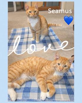 Tabby and Domestic Short Hair Cats Available for Adoption - Seamus | PetCurious