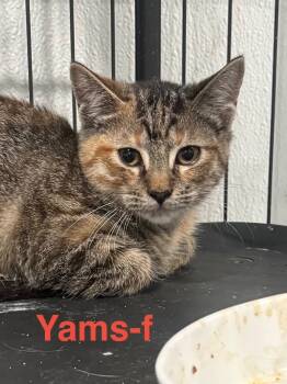 Rescue Tabby and Tortoiseshell Cats for Adoption in Brookhaven, Mississippi - Yams 25 | PetCurious