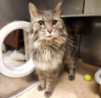 Domestic Long Hair Cats Available for Adoption in Minneapolis, Minnesota - STORM | PetCurious
