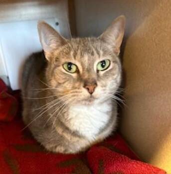 Winnie -  Domestic Short Hair Cat for Adoption in Mason City, Iowa - Winnie | PetCurious