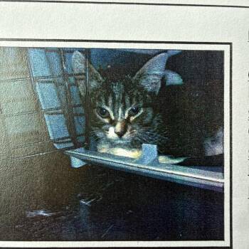 Sternum -  Domestic Short Hair Cat for Adoption in Chicago, Illinois - Sternum | PetCurious