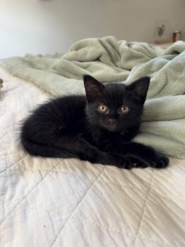 Josie - In Foster -  Domestic Short Hair Cat for Adoption in Kalamazoo, Michigan - Josie - In Foster | PetCurious