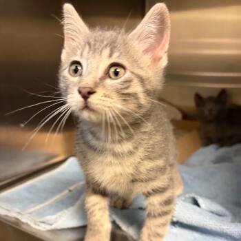 Rescue Domestic Short Hair Cats for Adoption in Council Bluffs, Iowa - Rowdy | PetCurious