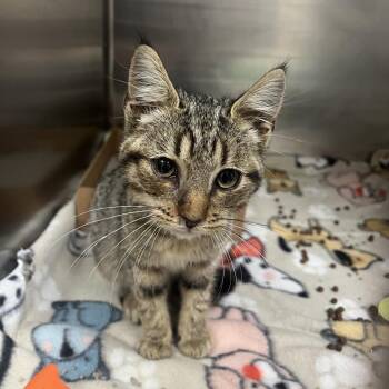 Gypsy -  Domestic Short Hair Cat for Adoption in Lewisburg, West Virginia - Gypsy | PetCurious
