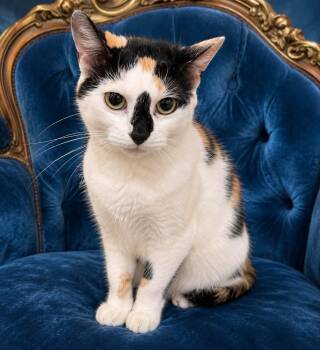 Hazel -  American Shorthair Cat for Adoption in Guntersville, Alabama - Hazel | PetCurious