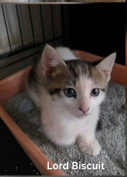 Lord Biscuit -  Domestic Short Hair Cat for Adoption in Cloquet, Minnesota - Lord Biscuit | PetCurious