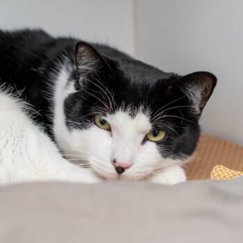 Domestic Short Hair Cats Available for Adoption - Stuffed Crust | PetCurious