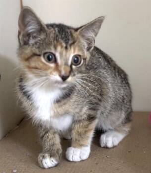 REN -  Domestic Short Hair Cat for Adoption in Boston, Massachusetts - REN | PetCurious