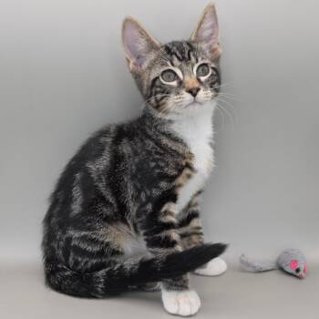 Bullsye -  Domestic Short Hair Cat for Adoption in Williston, Florida - Bullsye | PetCurious