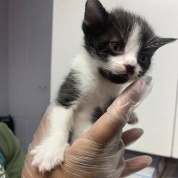 Lotus -  Domestic Short Hair Cat for Adoption in South Elgin, Illinois - Lotus | PetCurious