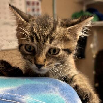 Rolls Royce -  Domestic Short Hair Cat for Adoption in Newport, North Carolina - Rolls Royce | PetCurious