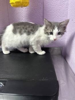 Rescue Domestic Medium Hair Cats for Adoption in El Paso, Texas - 59836063 | PetCurious
