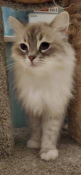 Crumpet -  Himalayan Cat for Adoption in Riverside, California - Crumpet | PetCurious