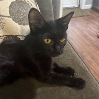 Myrtle -  Domestic Short Hair Cat for Adoption in Shelbyville, Indiana - Myrtle | PetCurious
