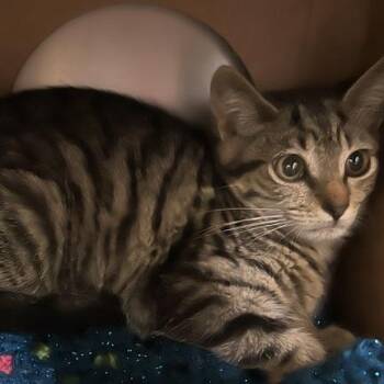 Beetle Burr -  Domestic Short Hair Cat for Adoption in Baltimore, Maryland - Beetle Burr | PetCurious
