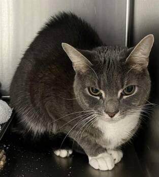 GLITCH -  Domestic Short Hair Cat for Adoption - GLITCH | PetCurious