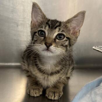 Plato -  Domestic Short Hair Cat for Adoption in West Palm Beach, Florida - Plato | PetCurious