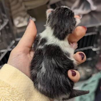 Domestic Short Hair Cats Available for Adoption in Pittsburgh, Pennsylvania - Emma | PetCurious