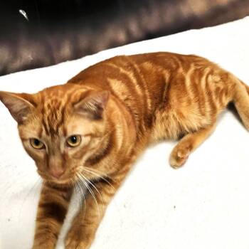 Domestic Short Hair Cats Available for Adoption - Blaze | PetCurious