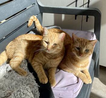 Domestic Short Hair Cats Available for Adoption - Mucho And Lucho, The Kindest Sunshine Brothers  | PetCurious