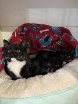 Rescue Tuxedo and Domestic Short Hair Cats for Adoption in Yardley, Pennsylvania - Cindy Crawford | PetCurious